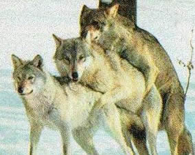 3erwolf